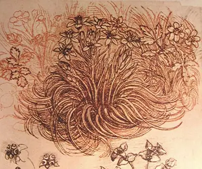 Dessin d'une étude botanique de Léonard de Vinci